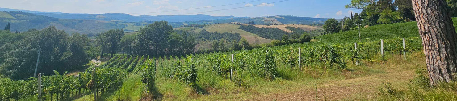 Bologna Wine and Gourmet Tours