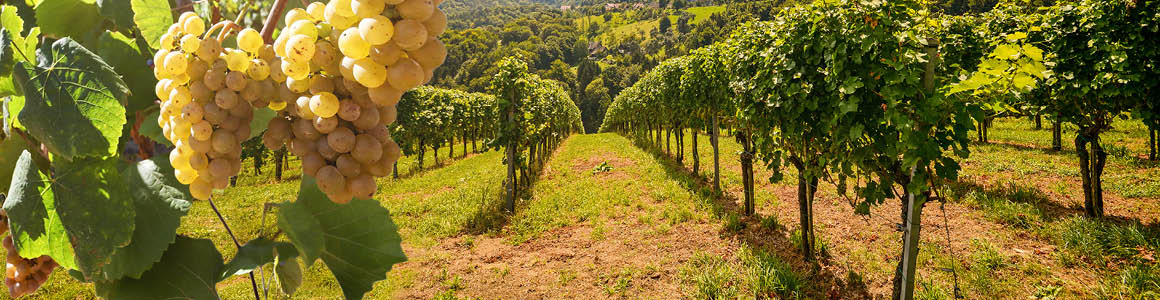 Chianti Wine Tour