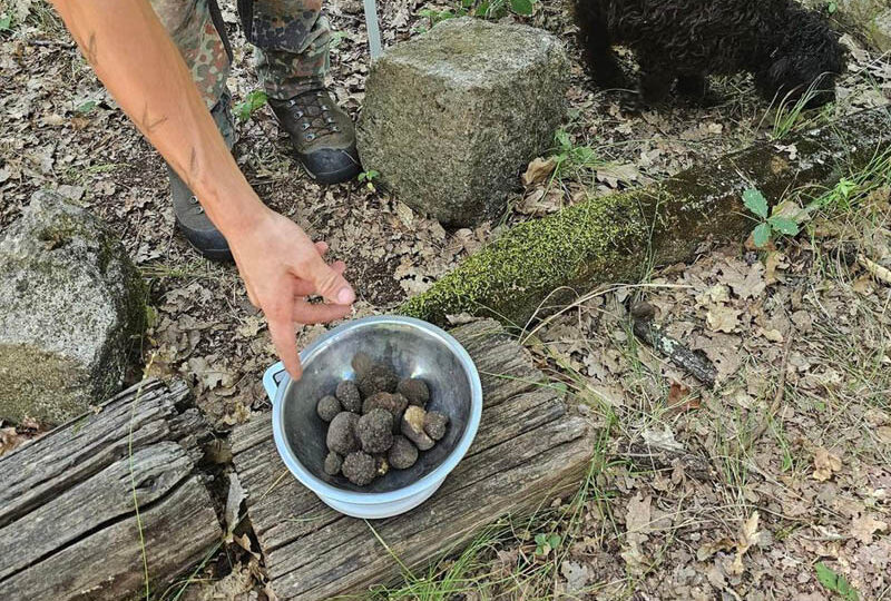 Truffle Hunting in Tuscany