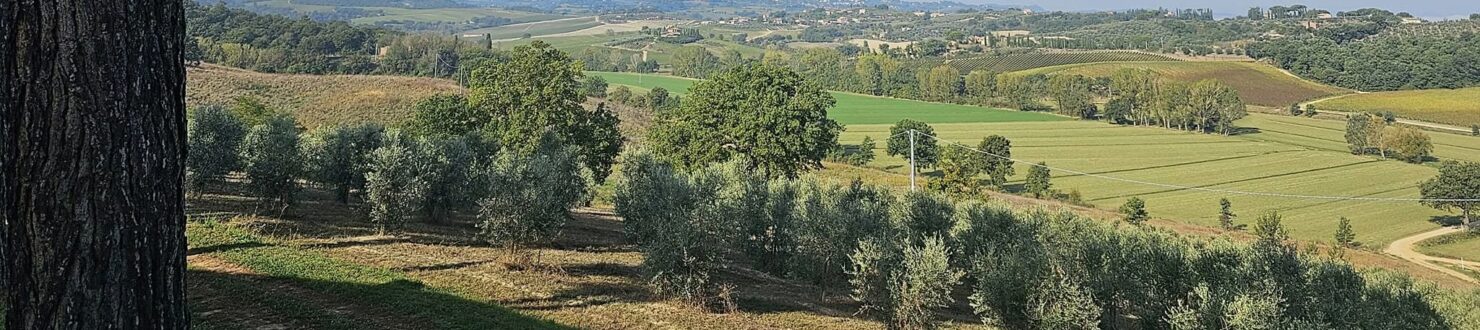Chianti or Montepulciano: Which Should You Choose?